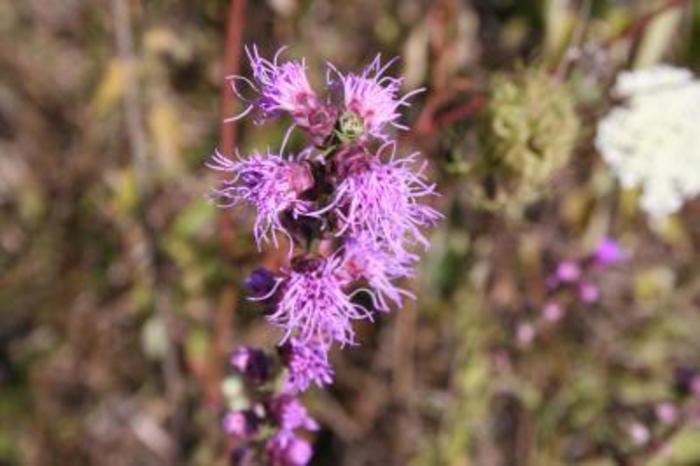 Gayfeather - Liatris spicata from How Sweet It Is