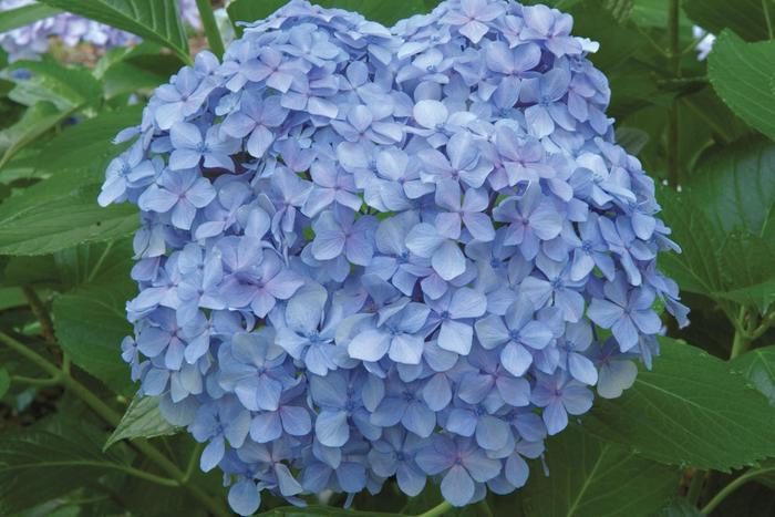 Hydrangea - Hydrangea macrophylla 'Big Daddy' from How Sweet It Is