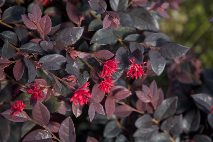 Loropetalum - Loropetalum chinense 'Red Diamond™' from How Sweet It Is