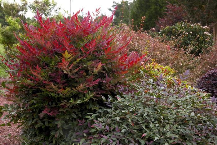 Nandina - Nandina domestica 'Obsession™' from How Sweet It Is