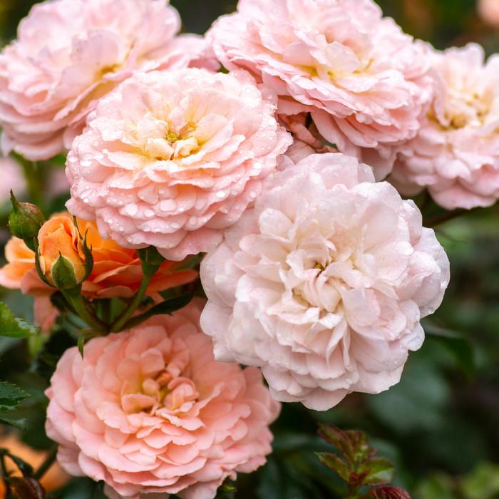 Apricot Drift Rose - Rosa hybrid Apricot Drift® from How Sweet It Is