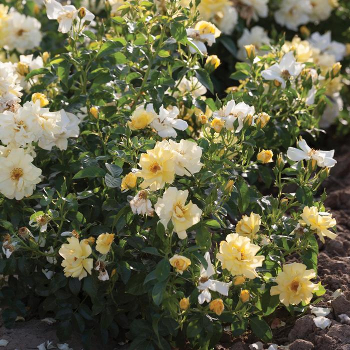 Lemon Drift® - Rosa 'Meisentmil' PP20635 from How Sweet It Is