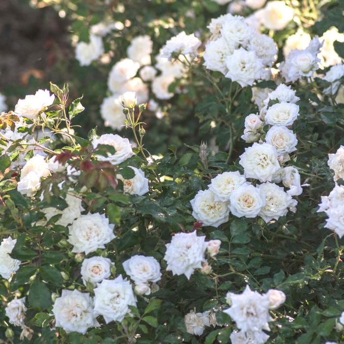 White Drift® - Rosa 'Meizorland' PP28054, CPBR 5592 from How Sweet It Is