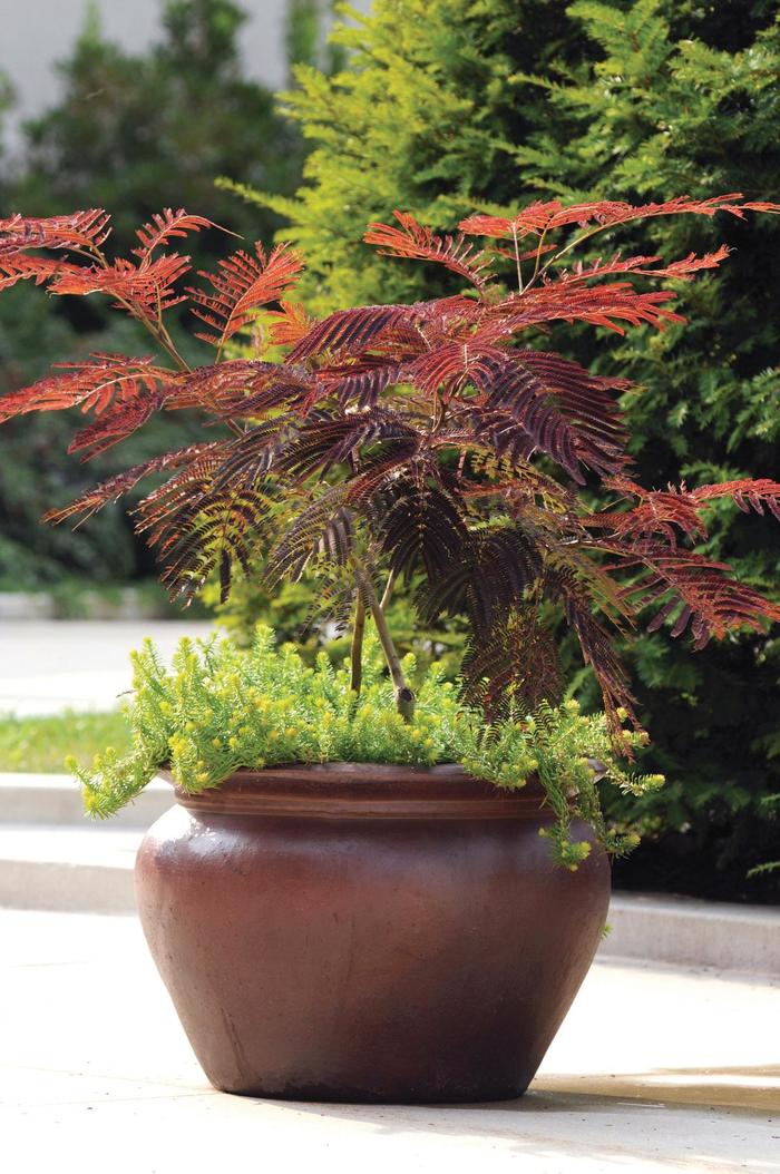 Mimosa - Albizia julibrissin 'Summer Chocolate' from How Sweet It Is