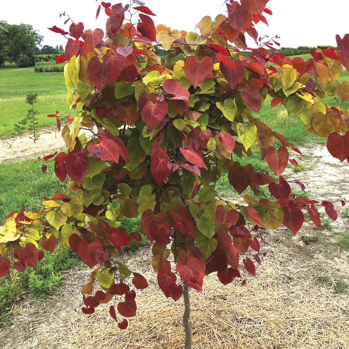 Redbud - Cercis 'Flame Thrower™' from How Sweet It Is