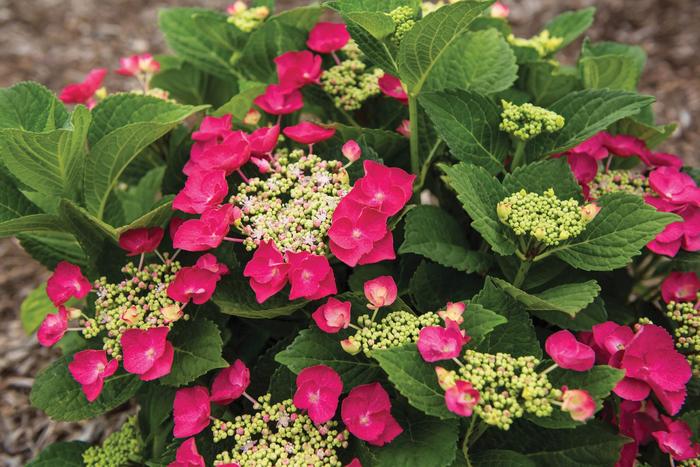 Hydrangea - Hydrangea macrophylla 'Cherry Explosion' from How Sweet It Is