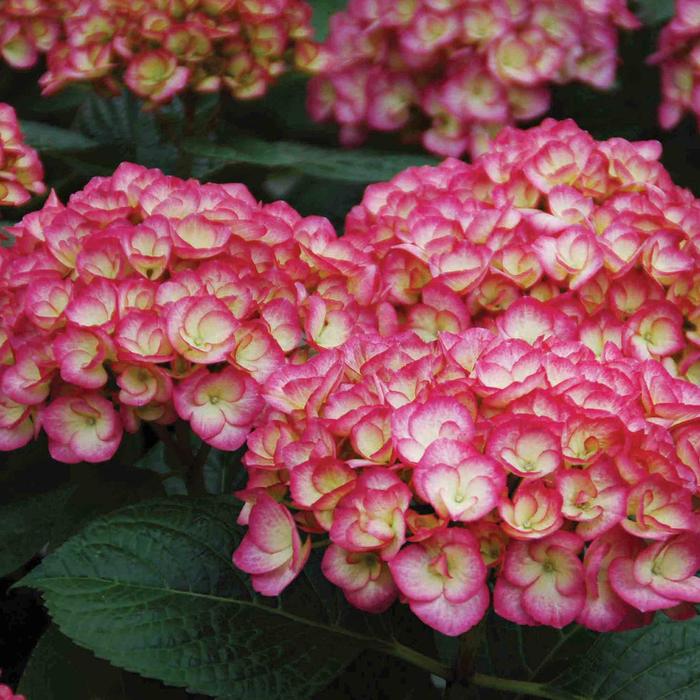 Hydrangea - Hydrangea 'Firefly' from How Sweet It Is