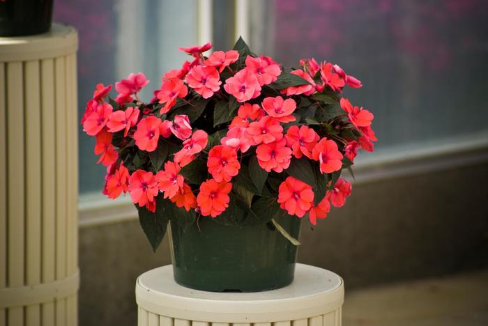 SunPatiens® Compact Deep Rose - Impatiens x hybrida from How Sweet It Is