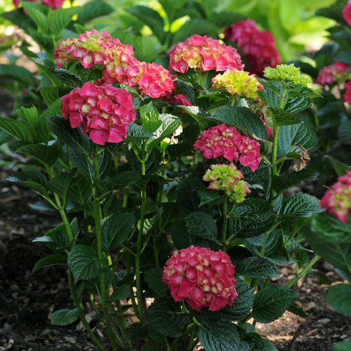 Hydrangea - Hydrangea paniculata 'Magical® Ruby Red' from How Sweet It Is