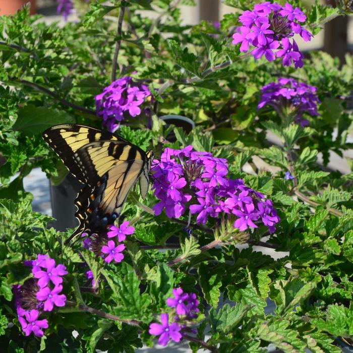 Homestead Purple Verbena - Verbena hybrid 'Homestead Purple' from How Sweet It Is