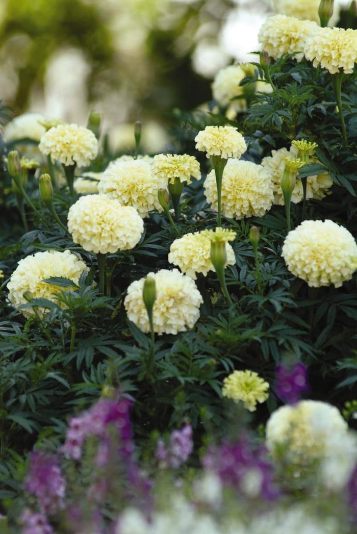 Marigold - Tagetes erecta 'Vanilla' from How Sweet It Is