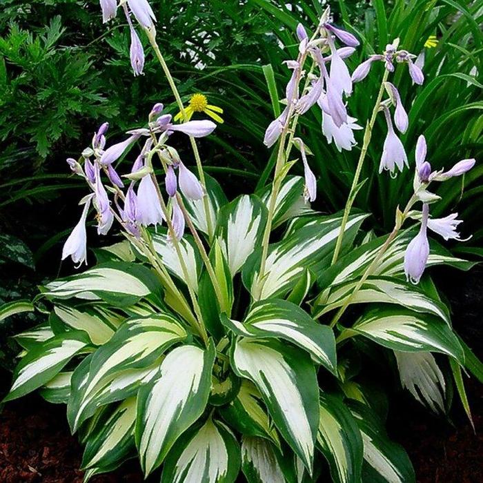 Hosta - Hosta hybrid 'Christmas Tree' from How Sweet It Is