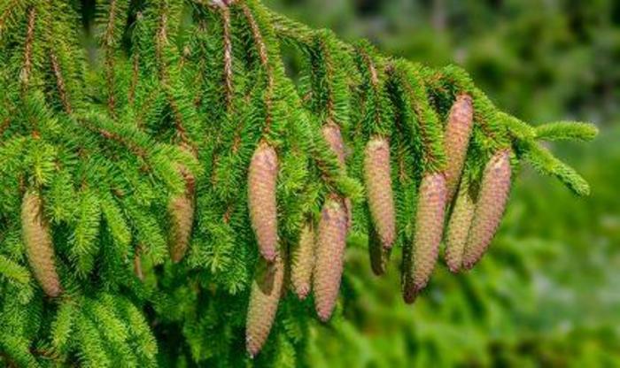 Spruce - Picea abies 'Acrocona' from How Sweet It Is