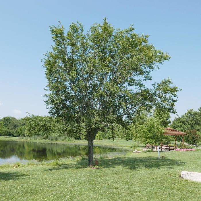 Elm - Ulmus americana 'Valley Forge' from How Sweet It Is