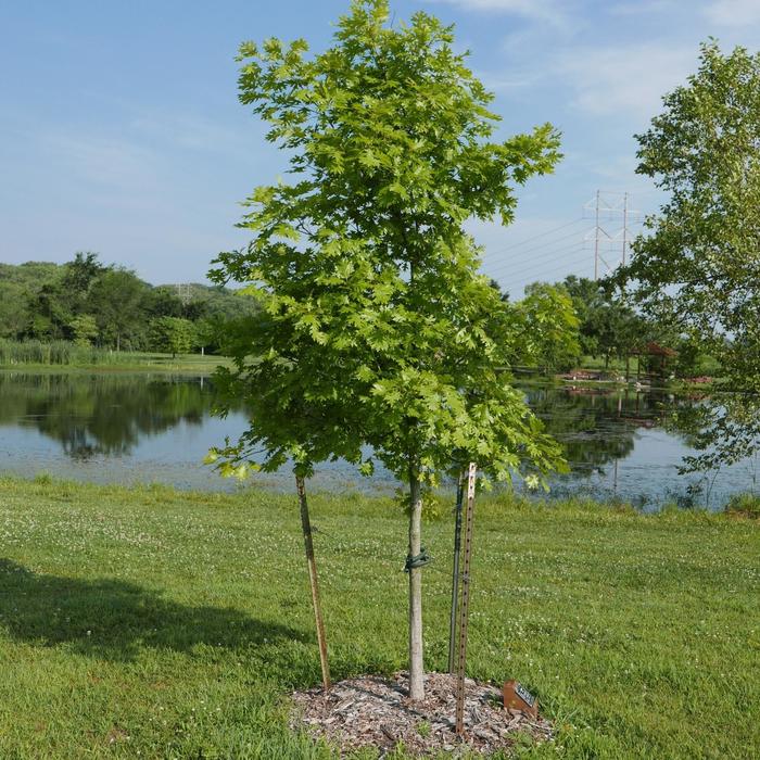 Oak - Quercus shumardii from How Sweet It Is