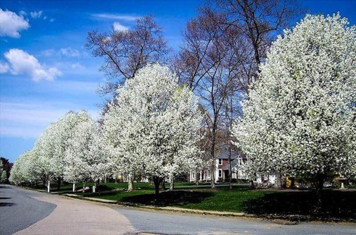 Chanticleer® Pear - Pyrus calleryana 'Glen's Form' from How Sweet It Is