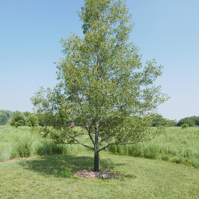 Oak - Quercus acutissima 'Sawtooth' from How Sweet It Is