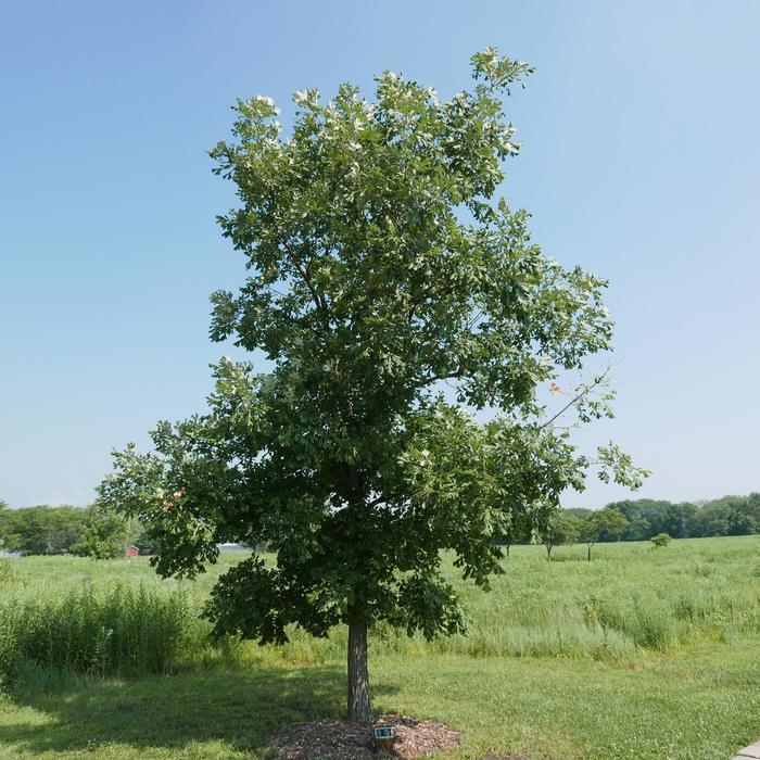 Oak - Quercus macrocarpa 'Bur' from How Sweet It Is