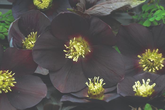 Hellebore - Helleborus hybrid Honeymoon® 'New York Night' from How Sweet It Is