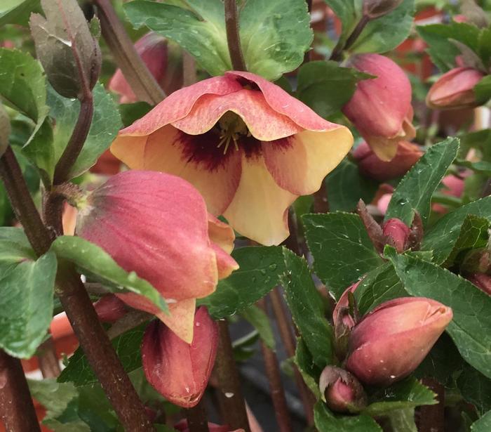 Honeymoon® 'Sandy Shores' - Helleborus hybrid from How Sweet It Is