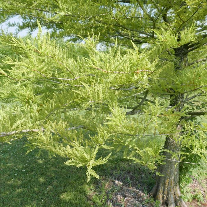 Bald Cypress - Taxodium distichum from How Sweet It Is