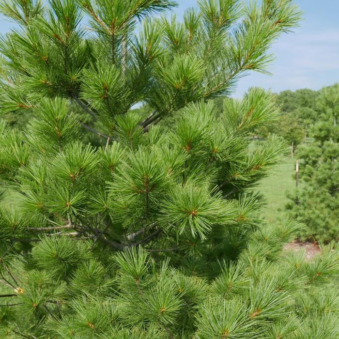 Pine - Pinus strobus 'Eastern White' from How Sweet It Is