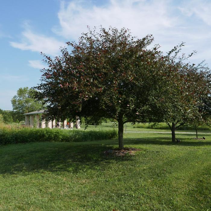 Crabapple - Malus hybrid 'Prairifire' from How Sweet It Is