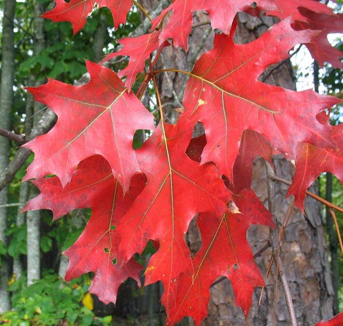 Oak - Quercus rubra 'Northern Red' from How Sweet It Is