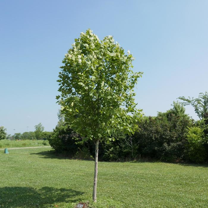 Sycamore - Platanus x acerifolia Exclamation!™ 'Morton Circle' from How Sweet It Is