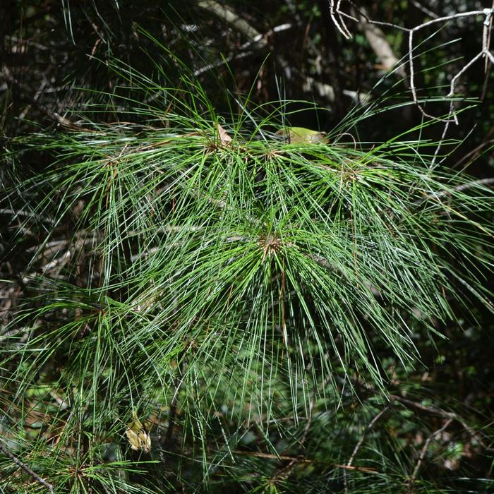 Pine - Pinus palustris 'Longleaf' from How Sweet It Is