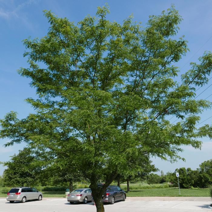 Honeylocust - Gleditsia triacanthos var. inermis 'Skyline from How Sweet It Is