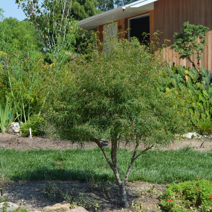 Maple Japanese - Acer palmatum 'Koto-no-ito' from How Sweet It Is