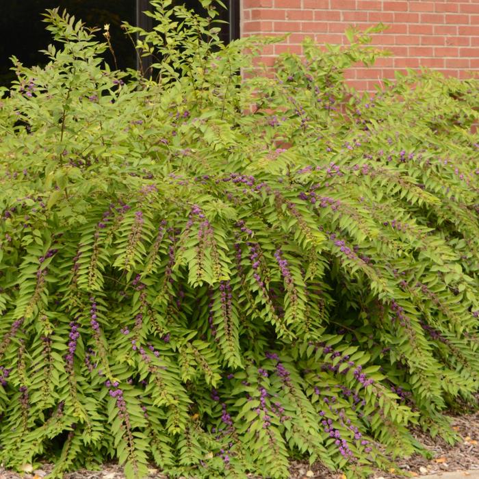 'Issai' - Callicarpa dichotoma from How Sweet It Is