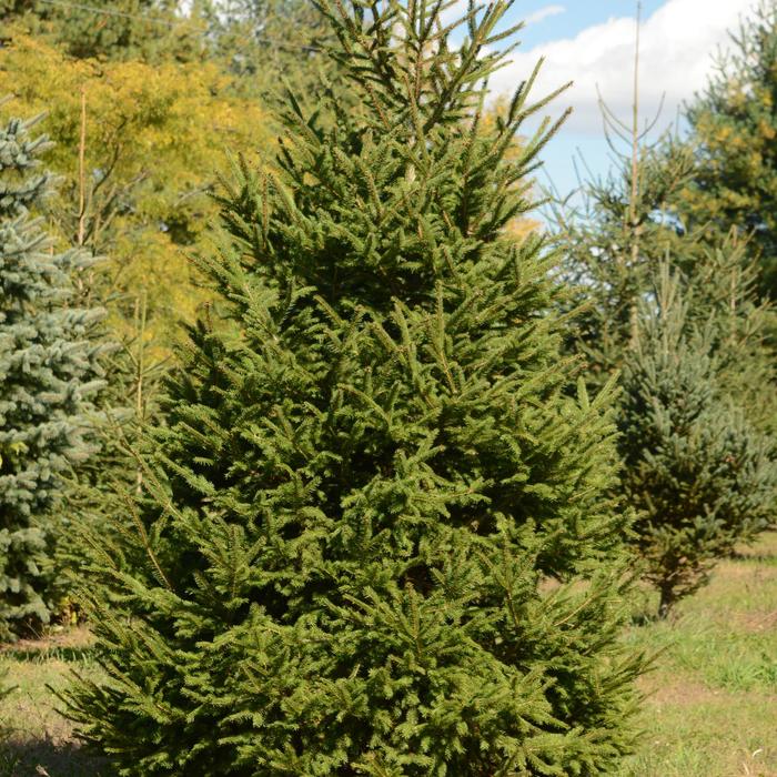 Spruce - Picea abies 'Norway' from How Sweet It Is