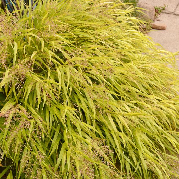 'All Gold' Japanese Forest Grass - Hakonechloa macra from How Sweet It Is