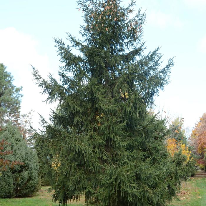 Spruce - Picea orientalis 'Aureospicata' from How Sweet It Is