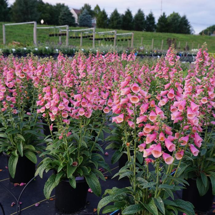 'Arctic Fox Rose' Foxglove - Digitalis hybrid from How Sweet It Is