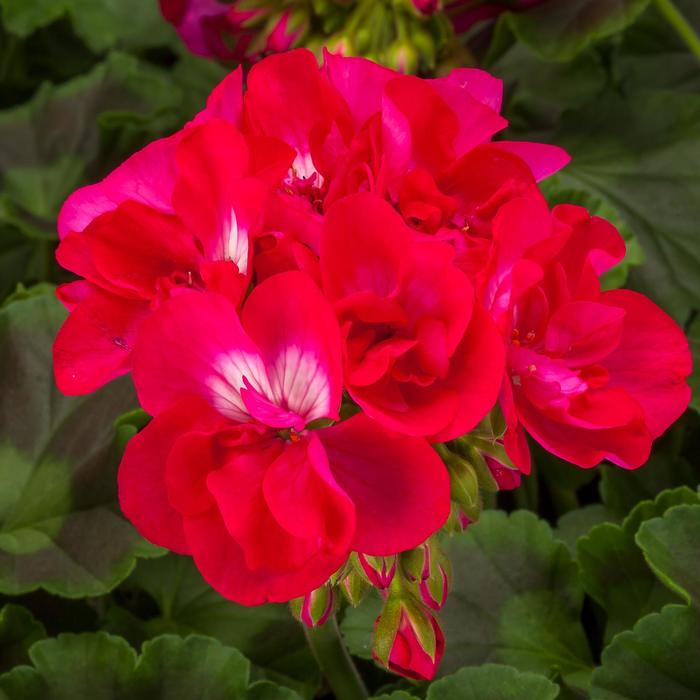 Geranium - Pelargonium hybrid Calliope® Medium Hot Rose from How Sweet It Is