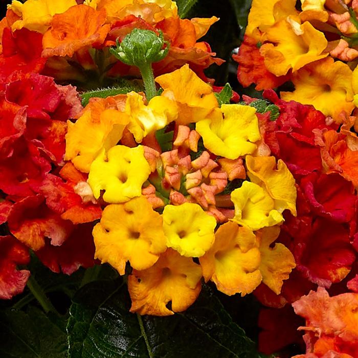  Bandana® Mango Lantana - Lantana camara from How Sweet It Is