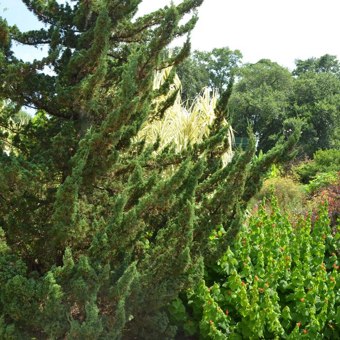 Juniper - Juniperus chinesis 'Kaizuka' ('Hollywood) from How Sweet It Is