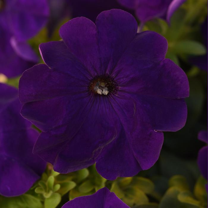 Petunia - Petunia hybrida Madness® Midnight Petunia from How Sweet It Is