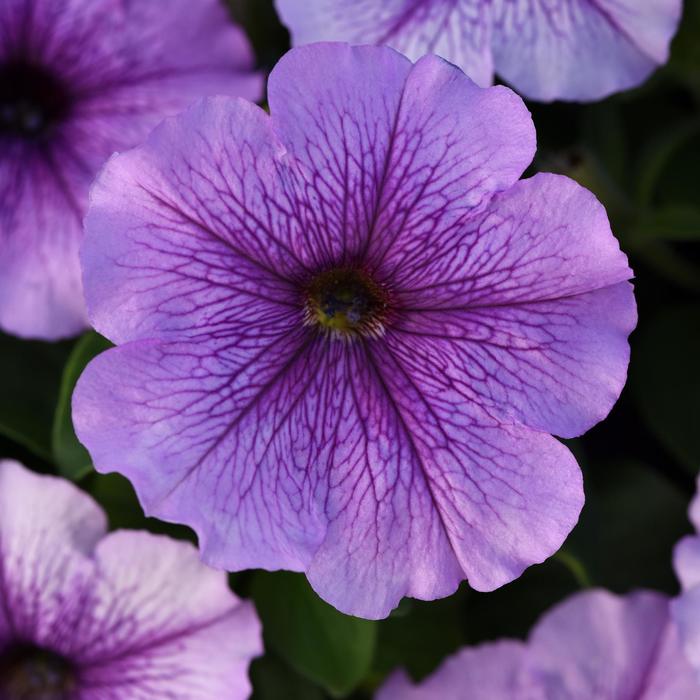 Petunia - Petunia hybrida Madness® Orchid from How Sweet It Is