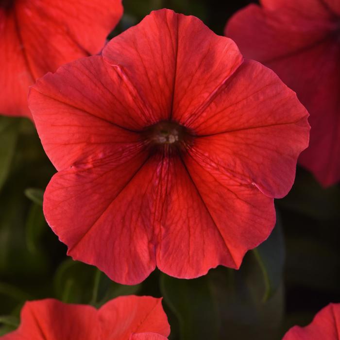 Petunia - Petunia hybrida Madness® Red from How Sweet It Is