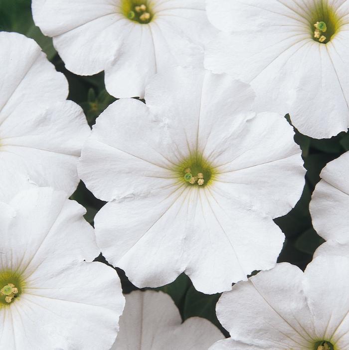 Petunia - Petunia hybrida Madness® White from How Sweet It Is