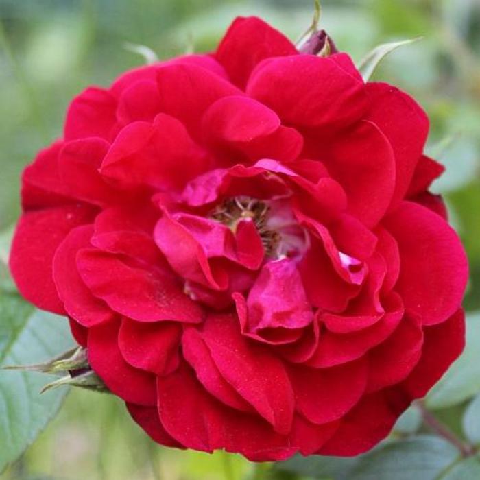 Rose Tea - Rosa 'Linda Campbell' from How Sweet It Is