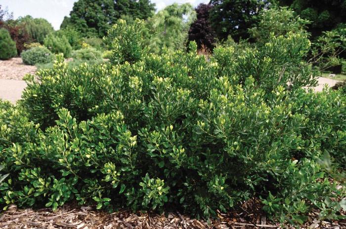 Wax Myrtle - Myrica pensylvanica (Northern) from How Sweet It Is