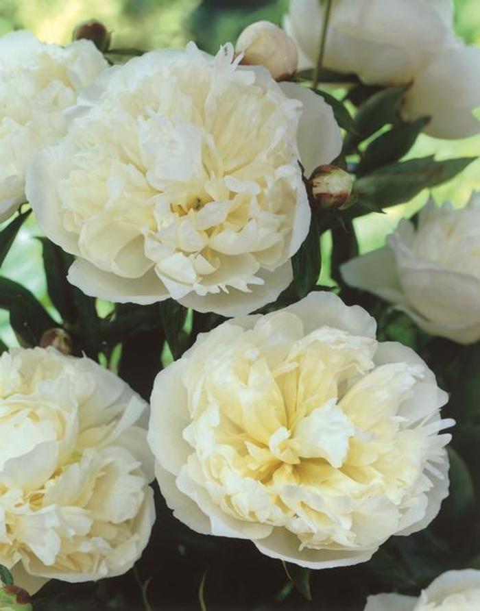  'Duchess de Nemours' - Paeonia lactiflora from How Sweet It Is