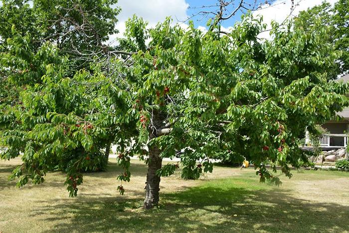 Cherry Tree - PRUNUS AVIUM from How Sweet It Is