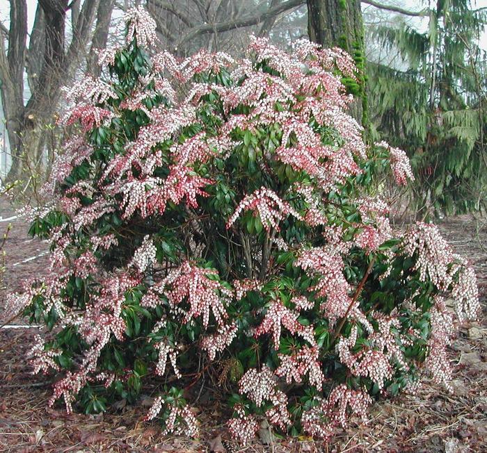 Pieris - Pieris japonica 'Dorothy Wycoff' from How Sweet It Is