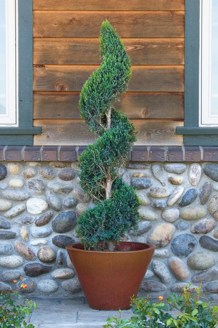 Juniper - Juniperus species 'Pom Pom' from How Sweet It Is